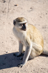 Affe