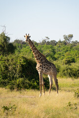 Naklejka na ściany i meble Giraffe Afrika