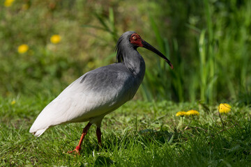 Fototapeta premium grey crowned crane