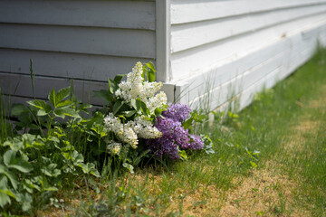Lilac blooms, both white and purple, rest on green grass beside a white wooden corner of a building. 