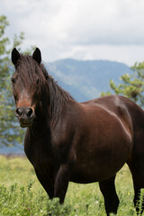 Naklejka premium A portrait of black brown and white horse. Head of horse. Close up of domestic animal.