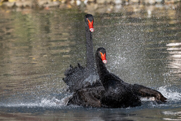 Łabędzie czarne (Black swan, Cygnus atratus) - obrazy, fototapety, plakaty