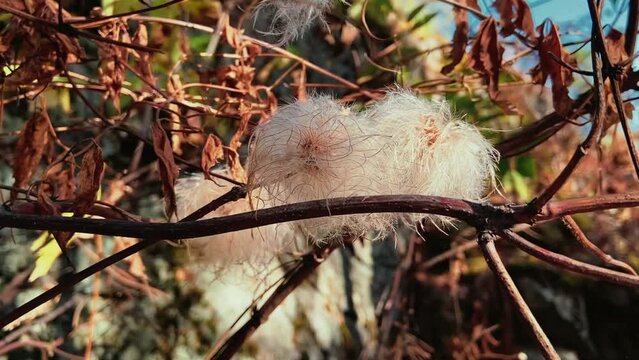 Fluffy hairy climatis flowers hanging on a tree. Close-up of dry fluffy whites developing in the wind. High quality FullHD footage