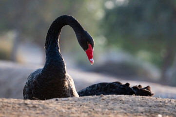 black swan silhouette graceful