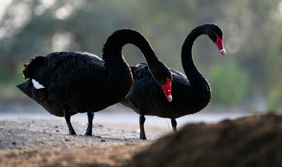 black swan silhouette graceful