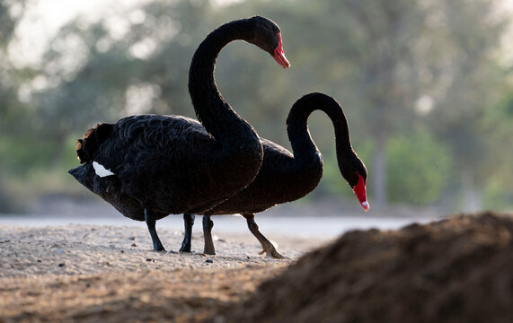 black swan silhouette graceful
