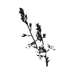 Veronica oakwood flower silhouette vector on white background