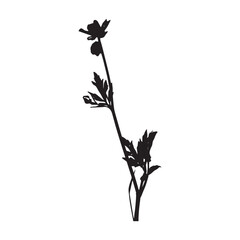 Buttercup flower silhouette vector on white background