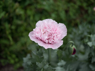 pink and white Poppy