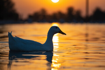 white duck at sunset