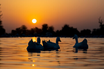 white duck at sunset
