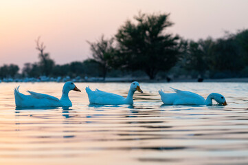 white duck at sunset