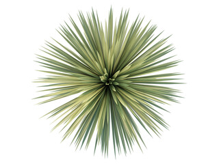 Top View Beaked Yucca