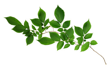Branch of fresh green elm-tree leaves isolated on white or transparent background - obrazy, fototapety, plakaty