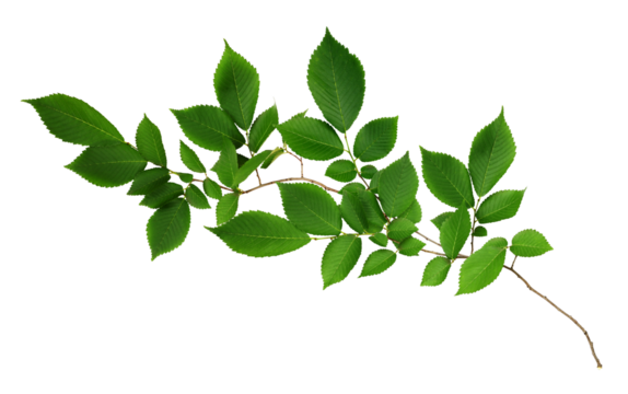 Branch of fresh green elm-tree leaves isolated on white or transparent background