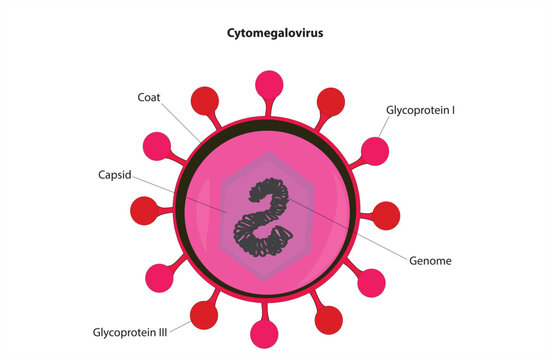 Cytomegalovirus 