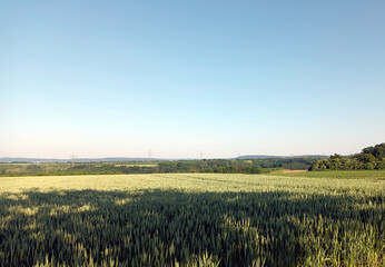 Feld im Juni oberhalb von Mülheim-Kärlich mit Blick in Richtung Koblenz am Rande des Premium-Wanderwegs Traumpfad Streuobstwiesenweg.