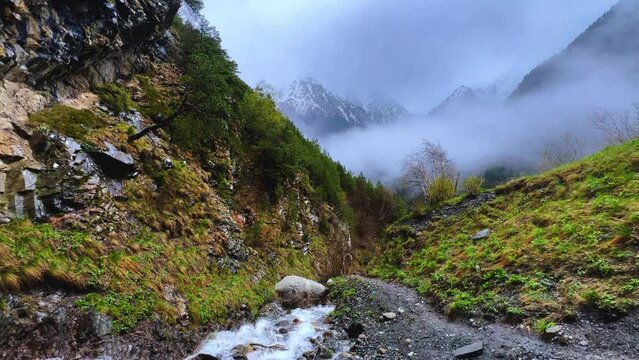 Rainy weather in the mountains. Foggy fog creeping over the pine forest. Shooting spruce forests on mountain hills on a foggy day. Morning fog in a beautiful spring forest. North Ossetia. Digoria Gorg