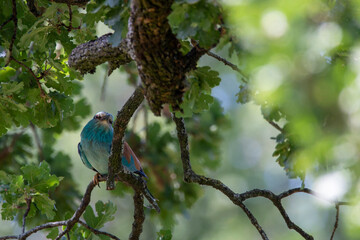 A European roller isolated on green oak tree near its nest. Coracias garrulus.