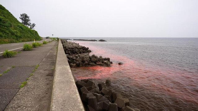 海水温の上昇が原因か？赤潮にズームインした映像