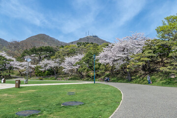 函館公園の桜咲く