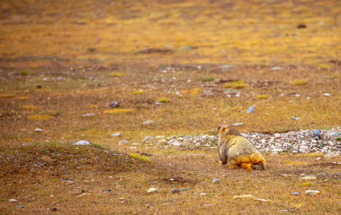 The marmot sits in the grass in the mountains, looks to the side, as if reading your text, studying, showing curiosity, interest. Copy space with place for text. Landscape with wild animals.