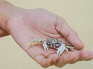 Small crab in hands
