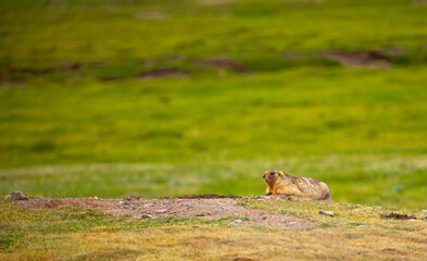 The marmot sits in the grass in the mountains, looks to the side, as if reading your text, studying, showing curiosity, interest. Copy space with place for text. Landscape with wild animals.