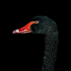 Portret łabędzia czarnego (Black swan, Cygnus atratus) - obrazy, fototapety, plakaty