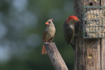 Female cardinal on a branch