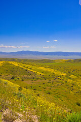 Exploring the back roads of the Carrizo plain in the spring