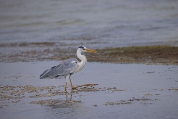 Grey Heron, Ardea cinerea walking around in the shallow pond water, chasing fish during a warm afternoon in the wetland. Water bird wildlife photography, birdwatching travel destination.