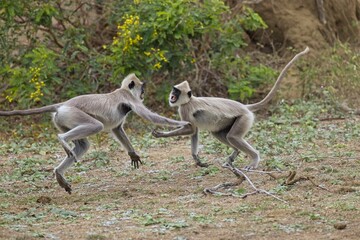 Pair of the tufted gray langur (Semnopithecus priam), also known as Madras gray langur, and Coromandel sacred langur in fight, fighting
