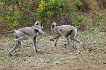 Pair of the tufted gray langur (Semnopithecus priam), also known as Madras gray langur, and Coromandel sacred langur in fight, fighting
