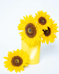 Sunflowers in a yellow vase, on a white background