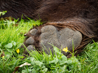 Hind paw of a brown bear (ursus arctos). Paw with short claws lying on green grass. Close-up of the rear leg with wet fur.