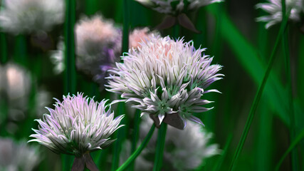 The blooming head of a Chive in the garden of a rural house in Windsor in Broome County in Upstate NY. Delicate and beautiful flowering plant this Spring.