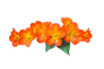 orange flowers isolated 