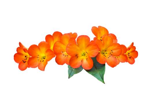 orange flowers isolated 