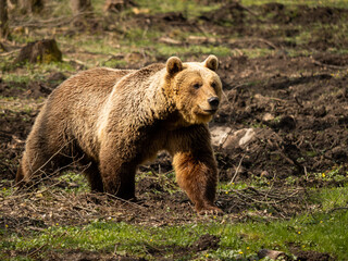Brown bear (Ursus arctos) in a forest. The environment was modified by humans. The bear is standing and looking straight forward. The wild animal is focussed on something interesting.