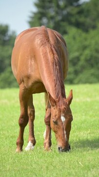 One single brown horse grazing in the meadow on a pasture eating grass in the rural countryside, front view, vertical video
