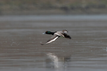 Greater scaup or Aythya marila observed in Gajoldaba in West Bengal, India