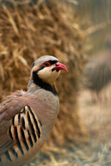 Small: Delicate and petite bird with a charming presence