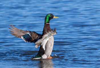 Mallard, Anas platyrhynchos. The male swims in the river, stretching his wings
