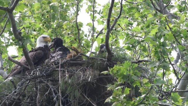 Male parent bald eagle with one eaglet panting on a hot humid day.