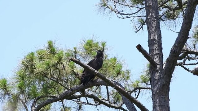 Young newly fledged eaglet perched on a pine tree branch