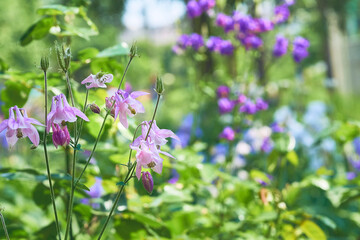 Lovely pink purple garden flowers bluebells and pale greens