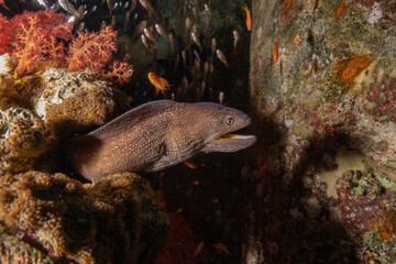 Moray eel Mooray lycodontis undulatus in the Red Sea, Eilat Israel
