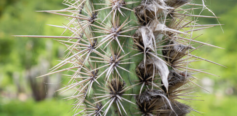 Cactus (Xique Xique) Pilosocereus gounellei.