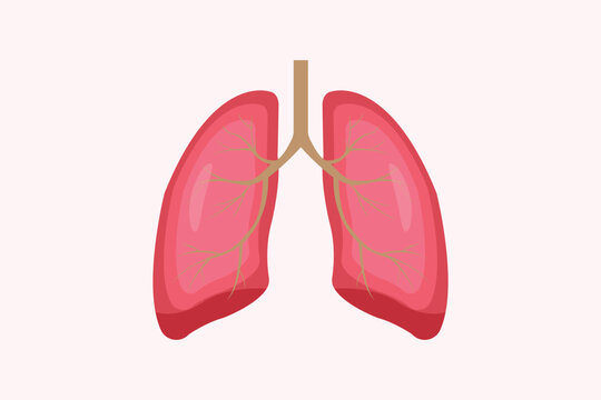 illustration of humans lung isolated on white background. education illustration. eps 10